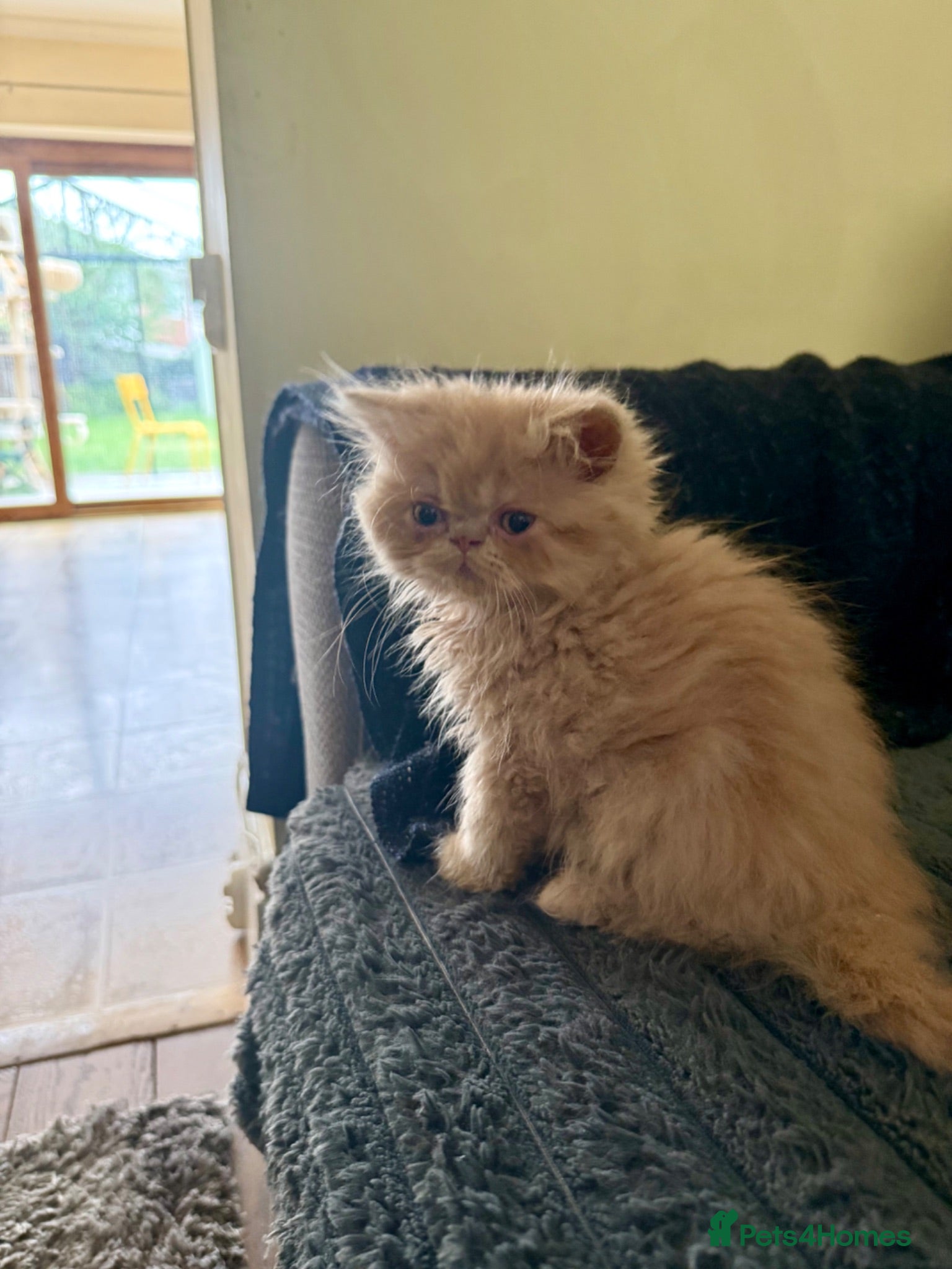 Persian cats GCCF registered cream Persians 💙 - Advert 18