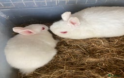 Netherland Dwarf rabbits for sale: Dutch and dwarf rabbits  - Image 5