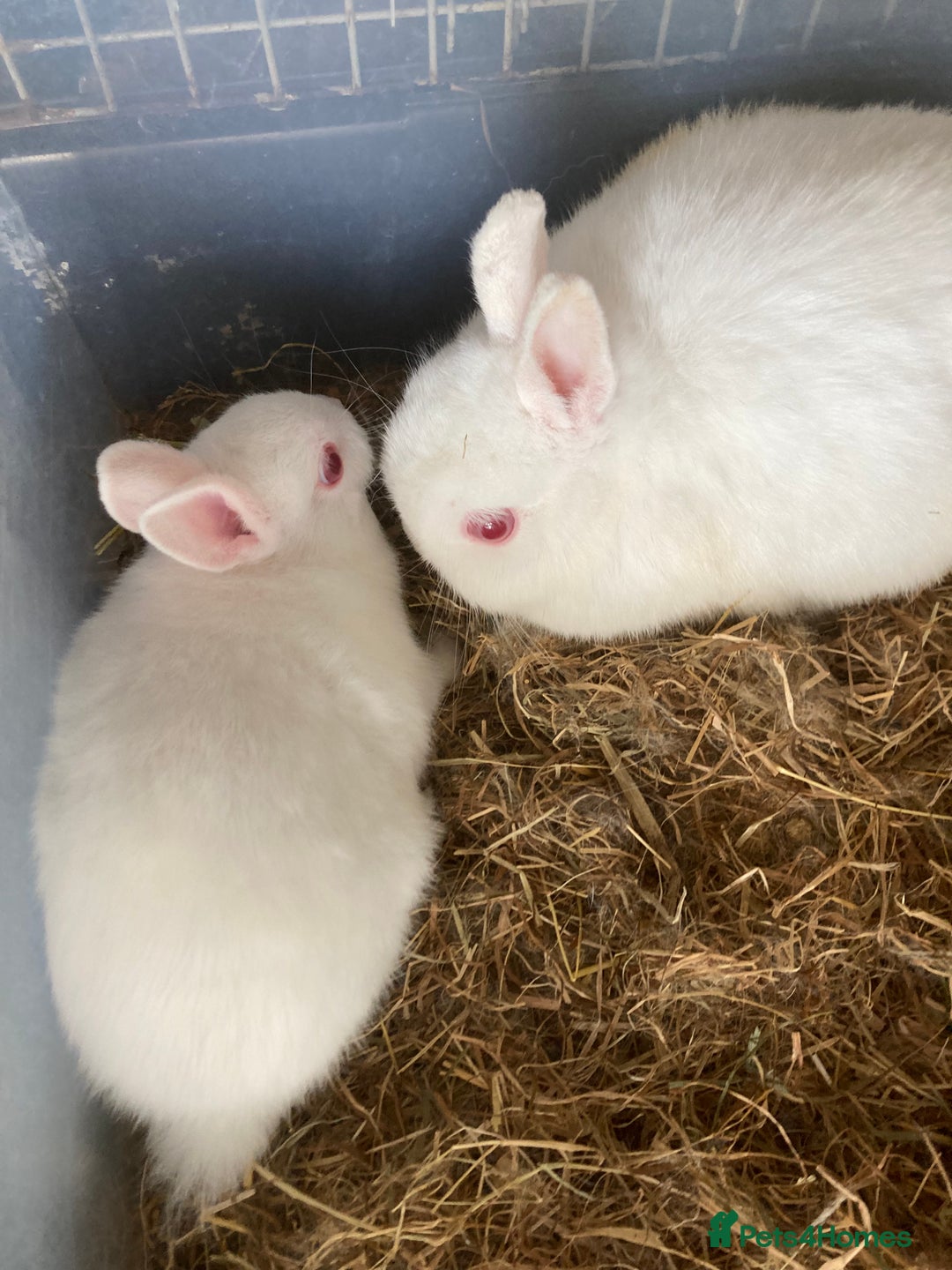 Netherland Dwarf rabbits for sale: Dutch and dwarf rabbits  - Image 5