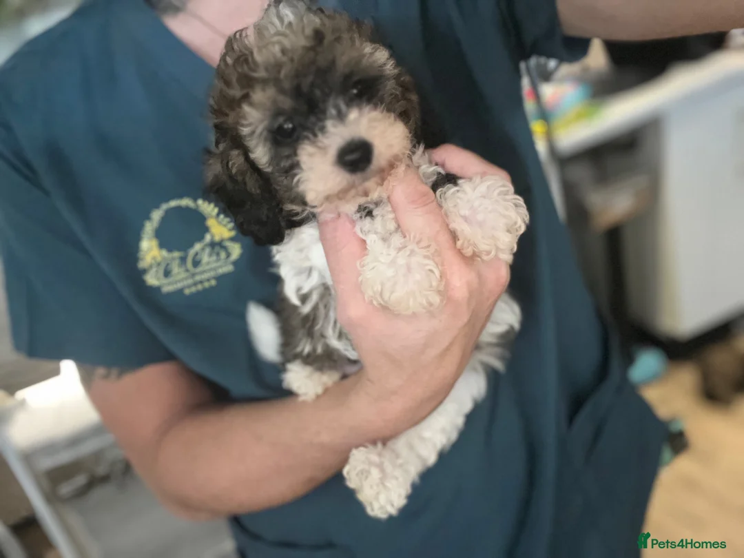 Toy Poodle dogs for sale: LAST BOY 3/4 Toy parti poodle puppy  - Advert 12