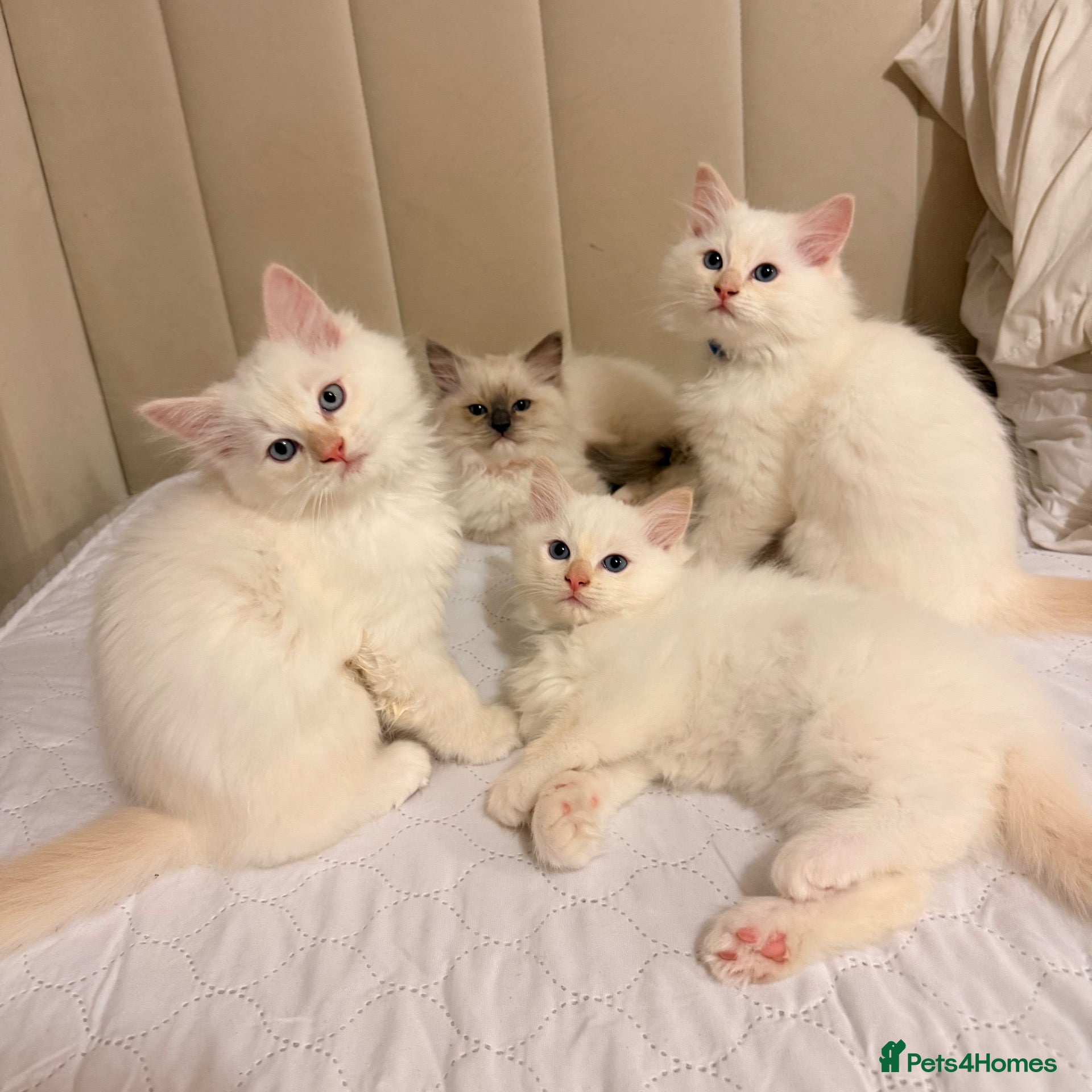 Ragdoll cats for sale: 🤍Purebred Cream-point Ragdoll kittens (all male)  - Advert 2