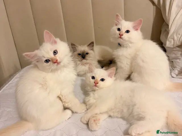 Ragdoll cats for sale: 🤍Purebred Cream-point Ragdoll kittens (all male) - Advert 2