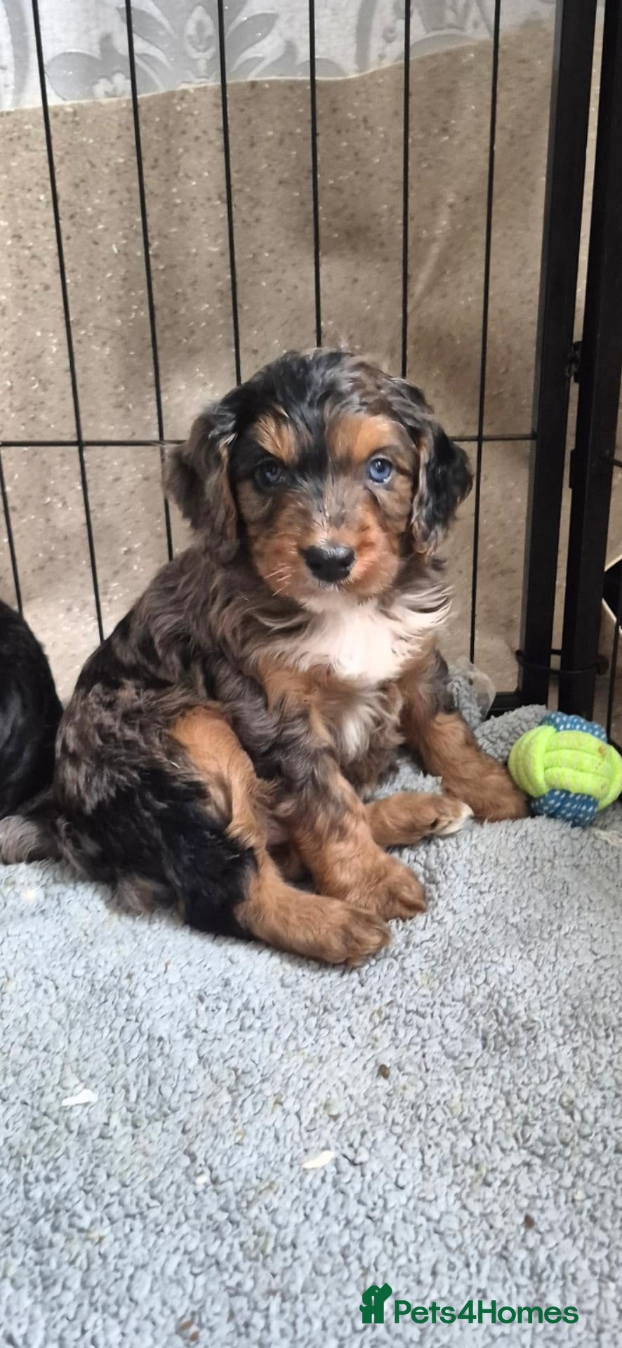 Cockapoo dogs Merle/ black n tan cockapoo puppies  - Advert 3