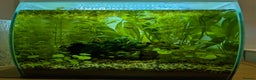 Live Bearers fish for sale: Young guppies - Advert 1