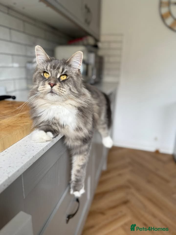 Maine Coon cats 2 year old Maine coon - Advert 1