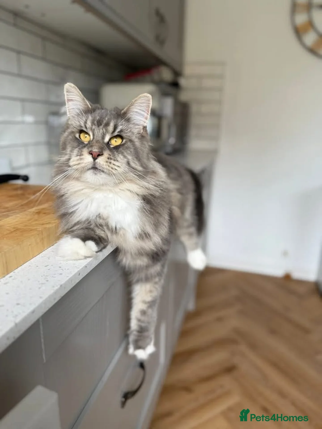 Maine Coon cats for sale: 2 year old Maine coon - Advert 1