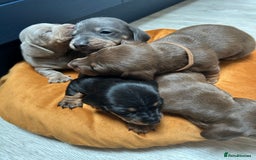 Dachshund dogs for sale: 5 stunning Dachshund puppies - Image 37