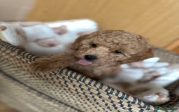 Toy Poodle dogs for sale: 🐶 Toy Poodle Puppy Girl–Ready for the home! - Image 14