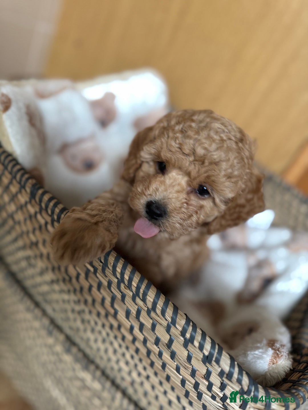 Toy Poodle dogs for sale: 🐶 Toy Poodle Puppy Girl–Ready for the home! - Image 14