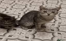 Bengal cats for sale: adorable kittens - Image 4