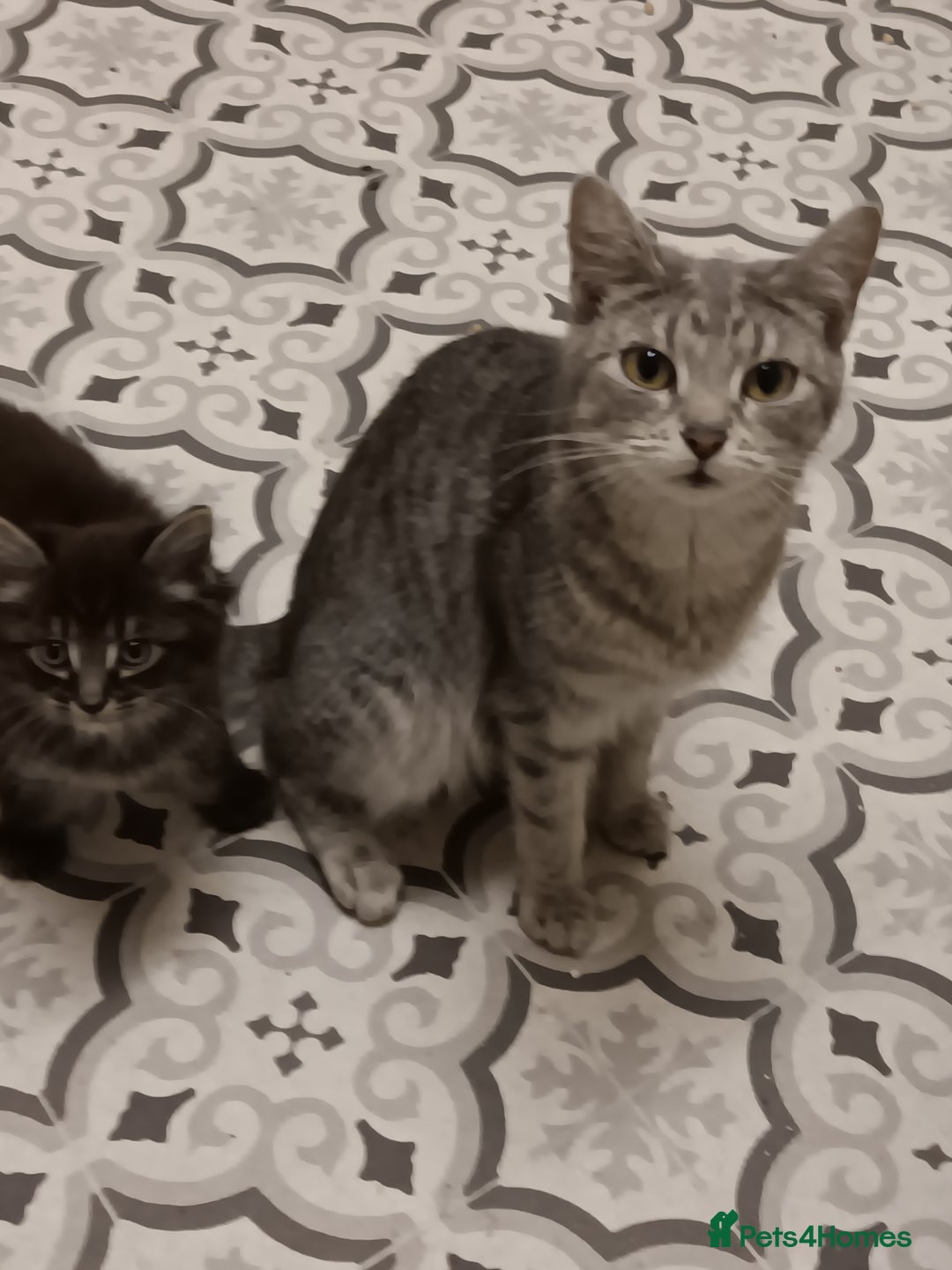 Bengal cats for sale: adorable kittens - Image 4