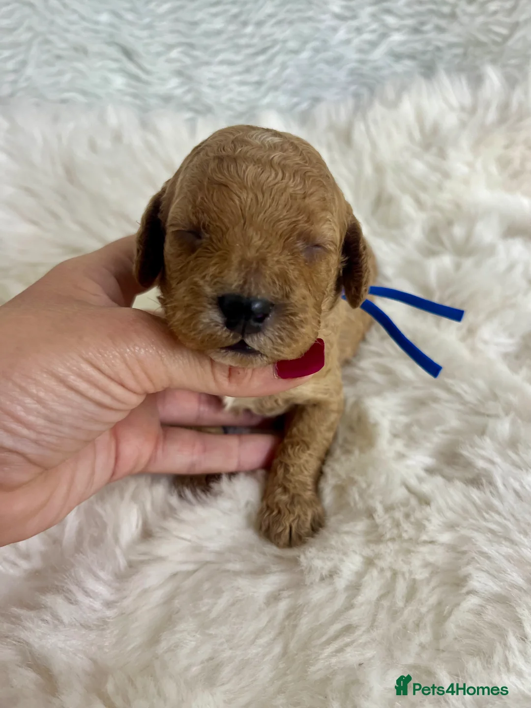 Cavapoo dogs for sale: Top quality, health tested F1b Cavapoo babies - Advert 34