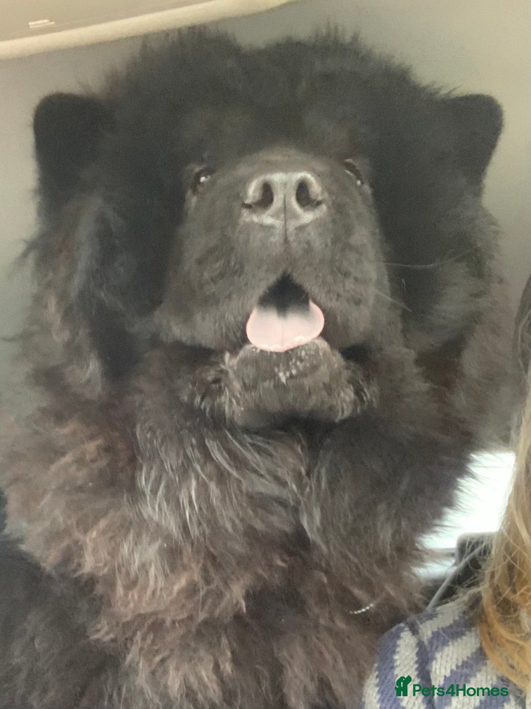 Chow Chow dogs for sale: Stunning Chow chow pups ready for new homes  - Advert 22