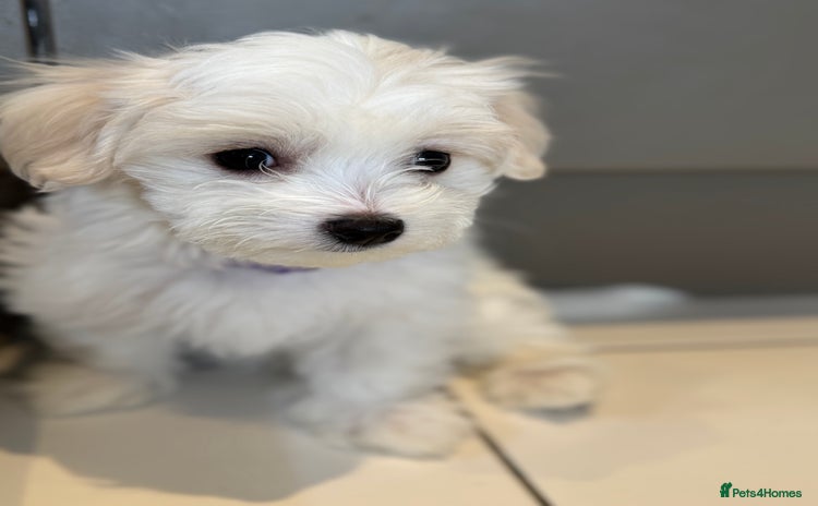 Maltese dogs - Advert 1