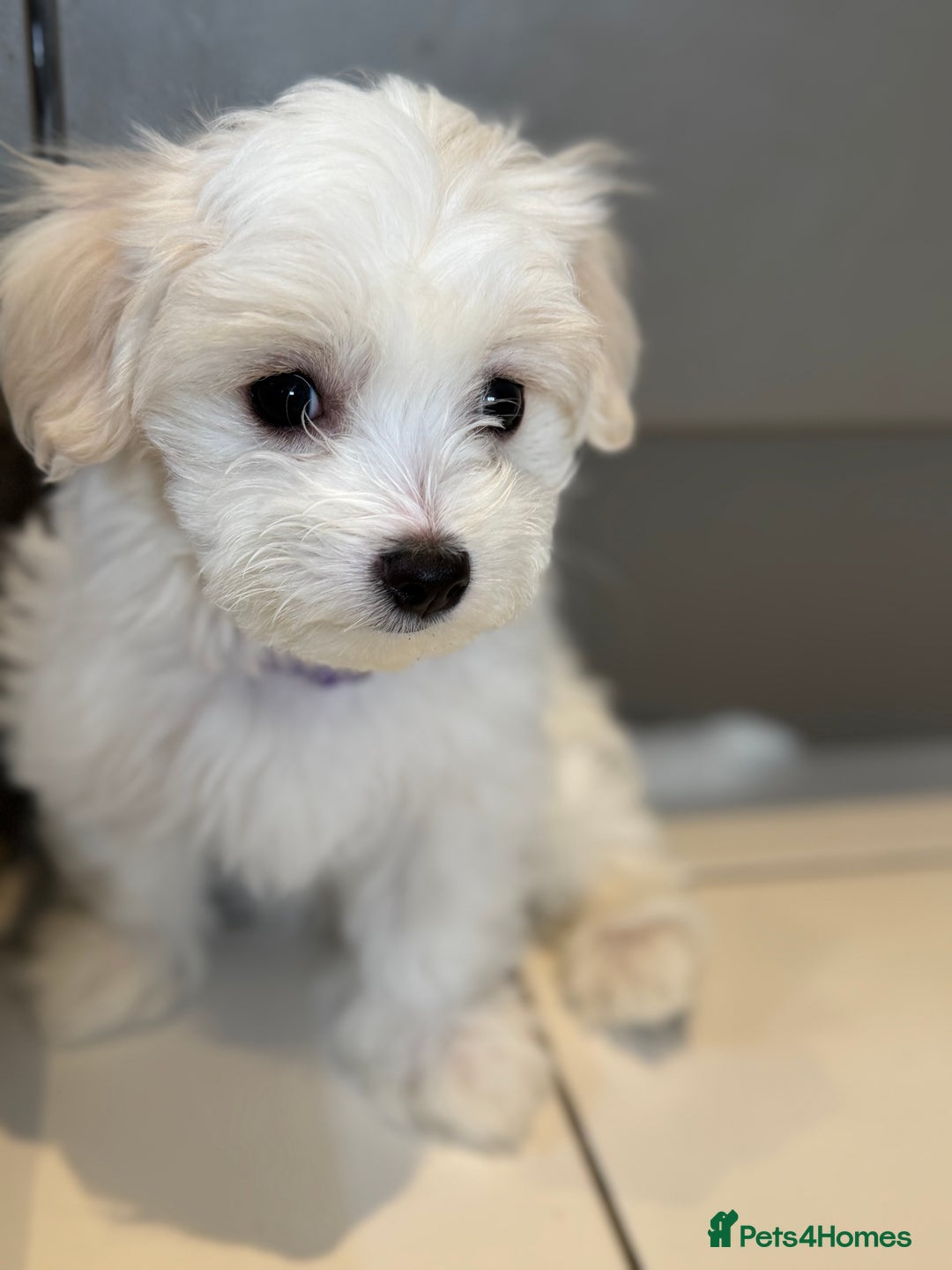 Maltese dogs for sale: 5 Generation KC registered Maltese - Image 2