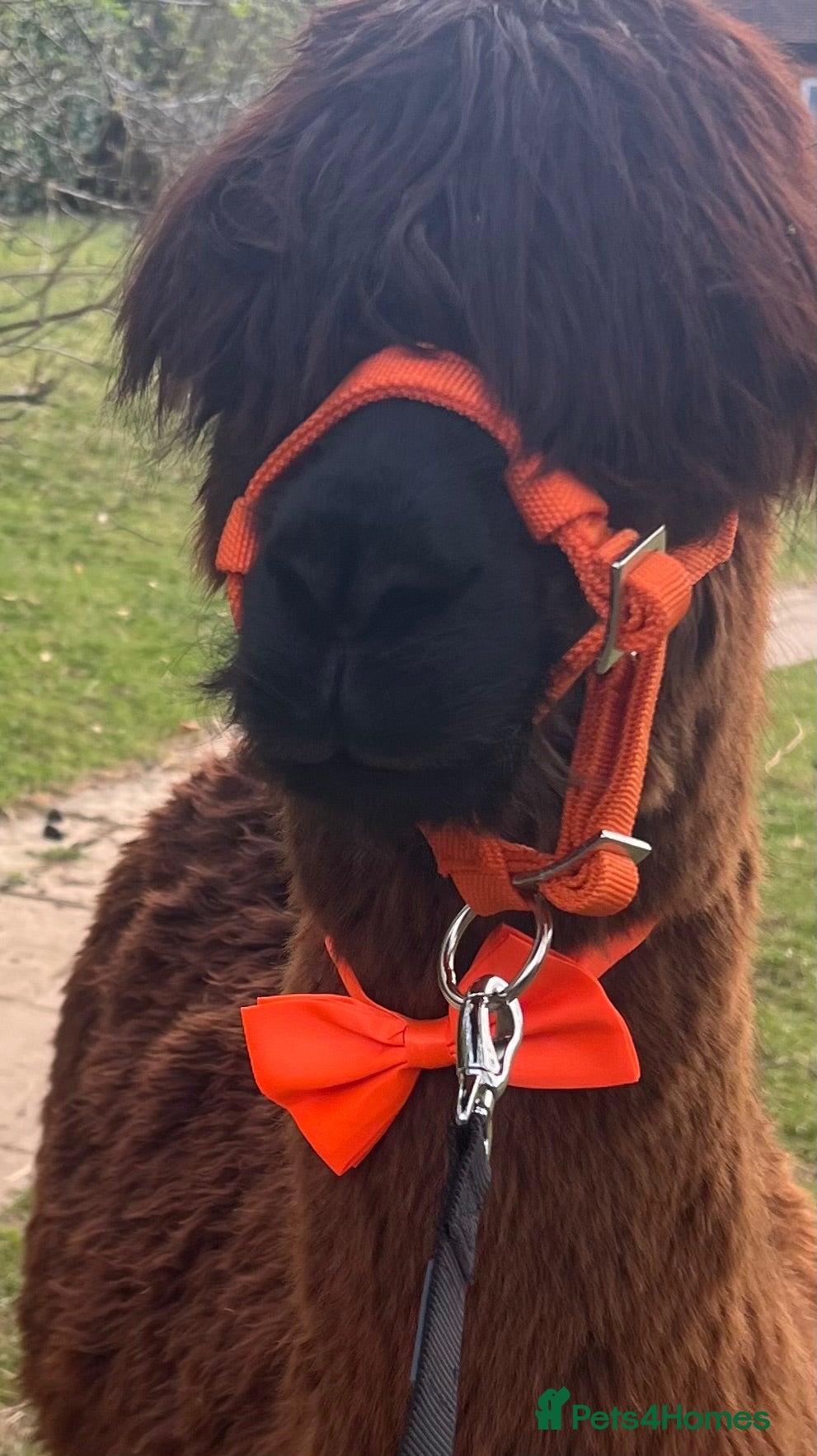 Alpaca livestock Group of Alpaca for sale - Advert 4