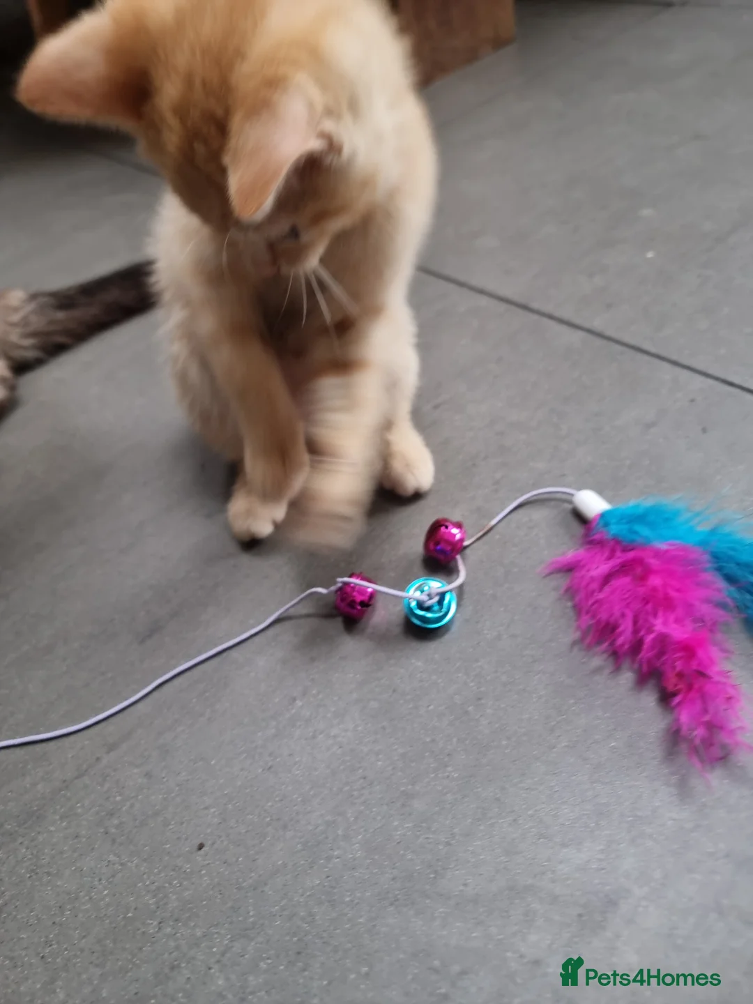 Mixed Breed cats for sale: Rare Ginger female kitten - Advert 5