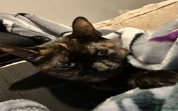 Ragdoll cats for sale: Milo & Smudge - Image 13