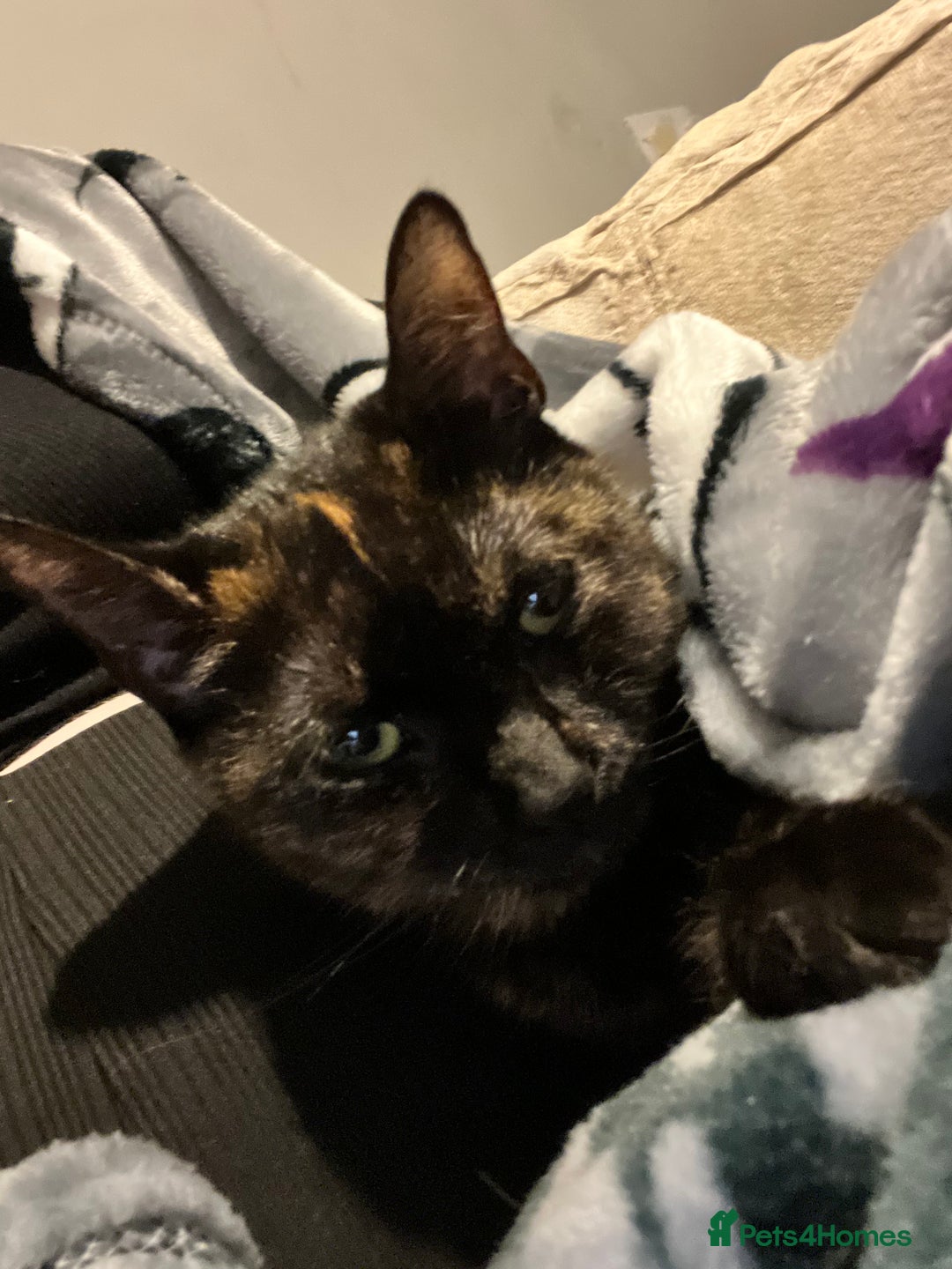 Ragdoll cats for sale: Milo & Smudge - Image 13