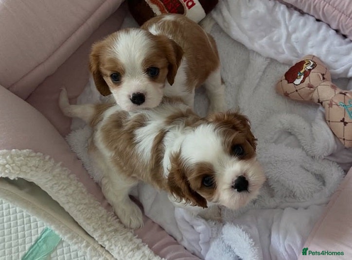 Cavalier King Charles Spaniel dogs Perfect Pure Cavalier King Charles Spaniel puppies - Advert 7