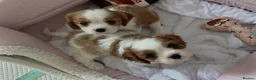 Cavalier King Charles Spaniel dogs for sale: Perfect Pure Cavalier King Charles Spaniel puppies - Advert 1
