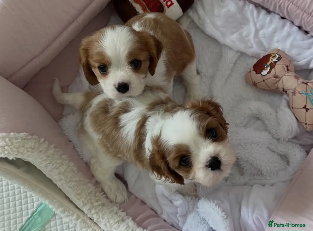 Cavalier King Charles Spaniel dogs for sale: Perfect Pure Cavalier King Charles Spaniel puppies - Advert 1