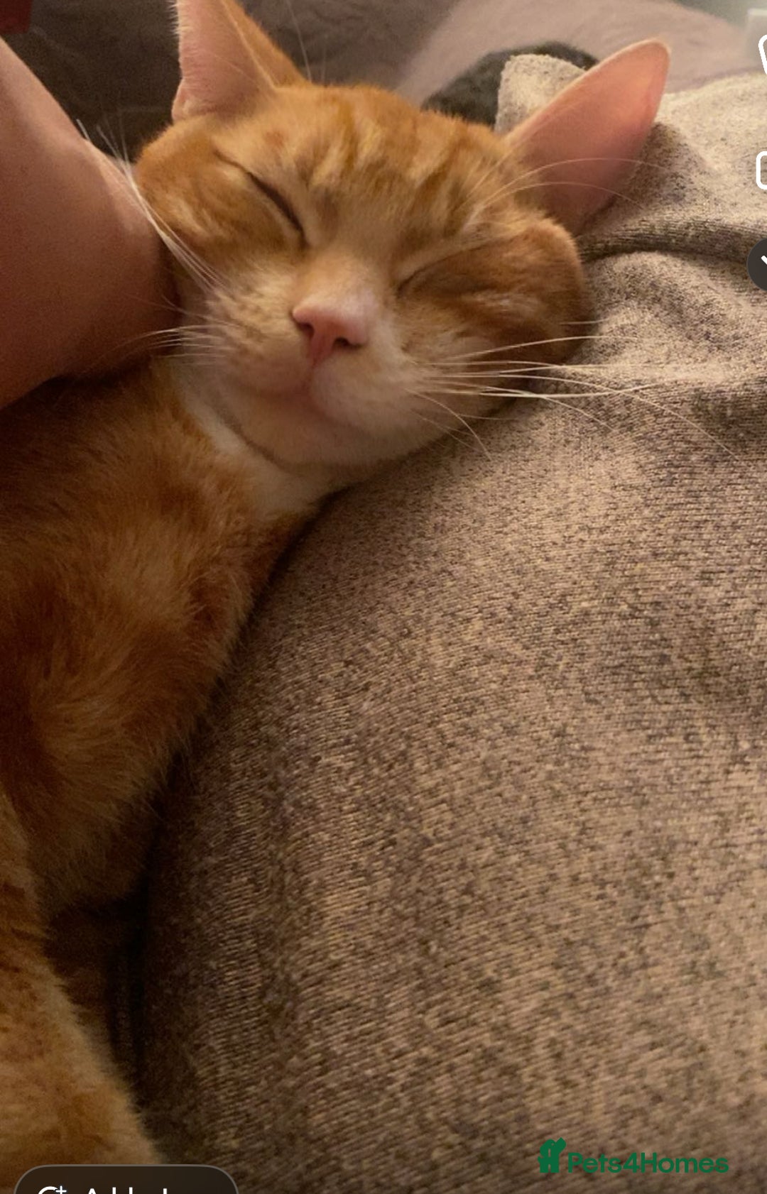 Mixed Breed cats for sale: 1 year old ginger male cat for rehoming - Image 1