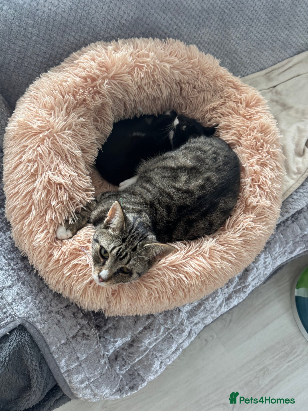 Mixed Breed cats for sale: Beautiful kittens - Image 3