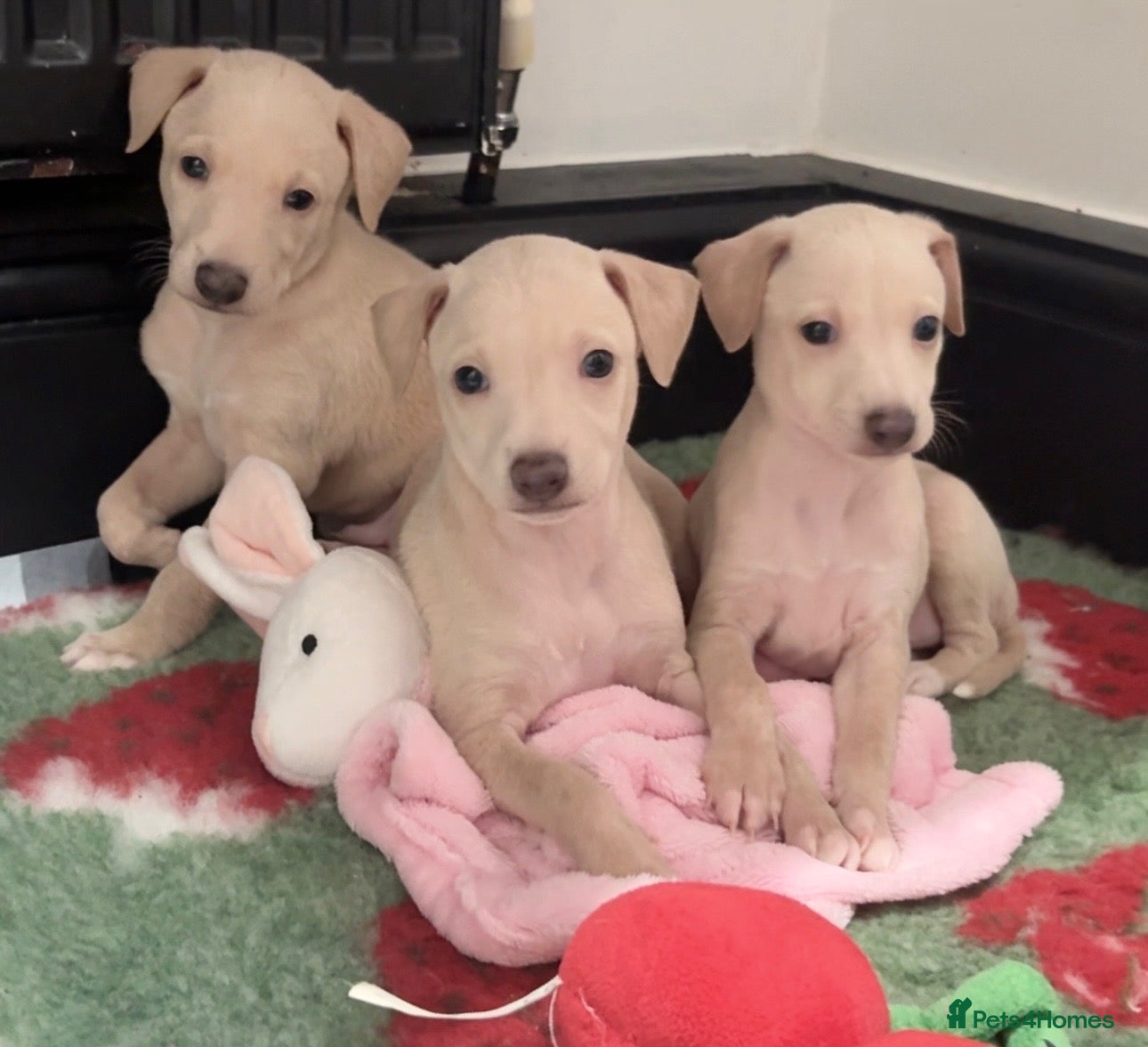 Italian Greyhound dogs Exceptionally Well-Bred Italian Greyhound Puppies - Advert 4