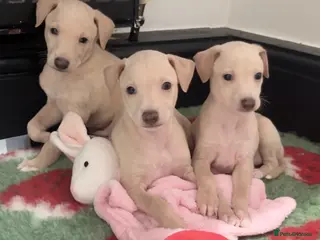 Italian Greyhound dogs Exceptionally Well-Bred Italian Greyhound Puppies - Advert 4