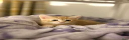 Mixed Breed cats for sale: Gorgeous BSH×TABBY BENGAL Kittens - Advert 7