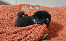 Eurasier dogs for sale: Eurasier Puppies KC Registered in Northampton - Image 34