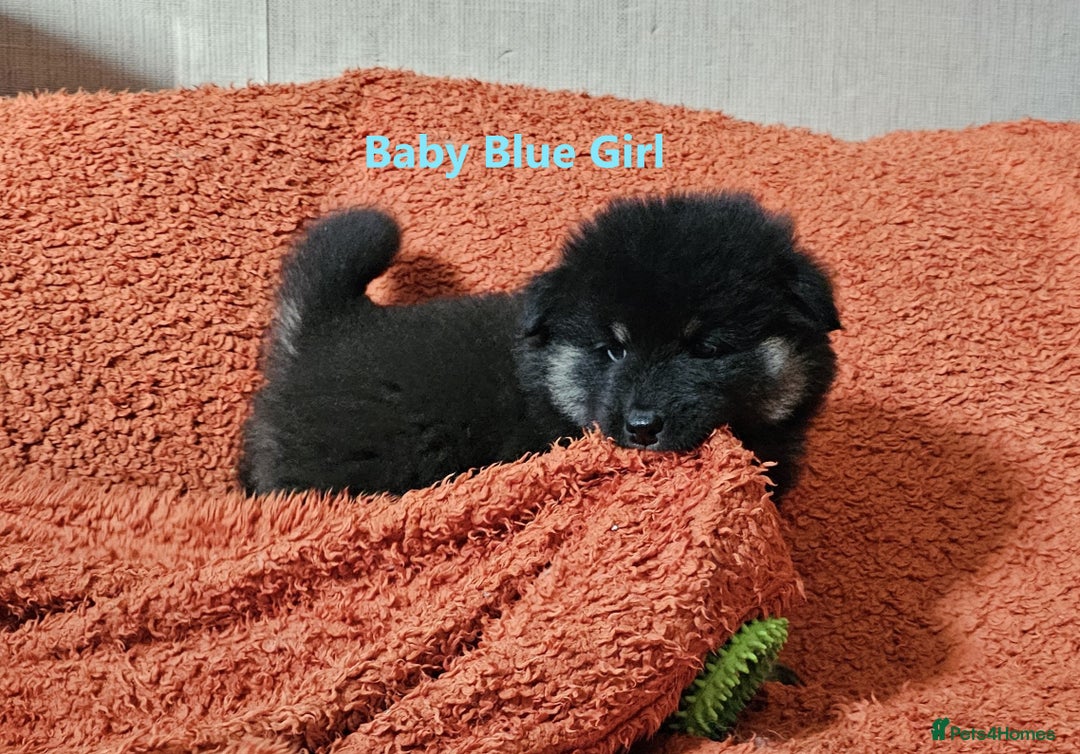 Eurasier dogs for sale: Eurasier Puppies KC Registered in Northampton - Image 34