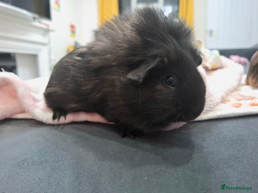 Guinea Pig rodents for sale: Precious piggies 🐷  - Advert 5
