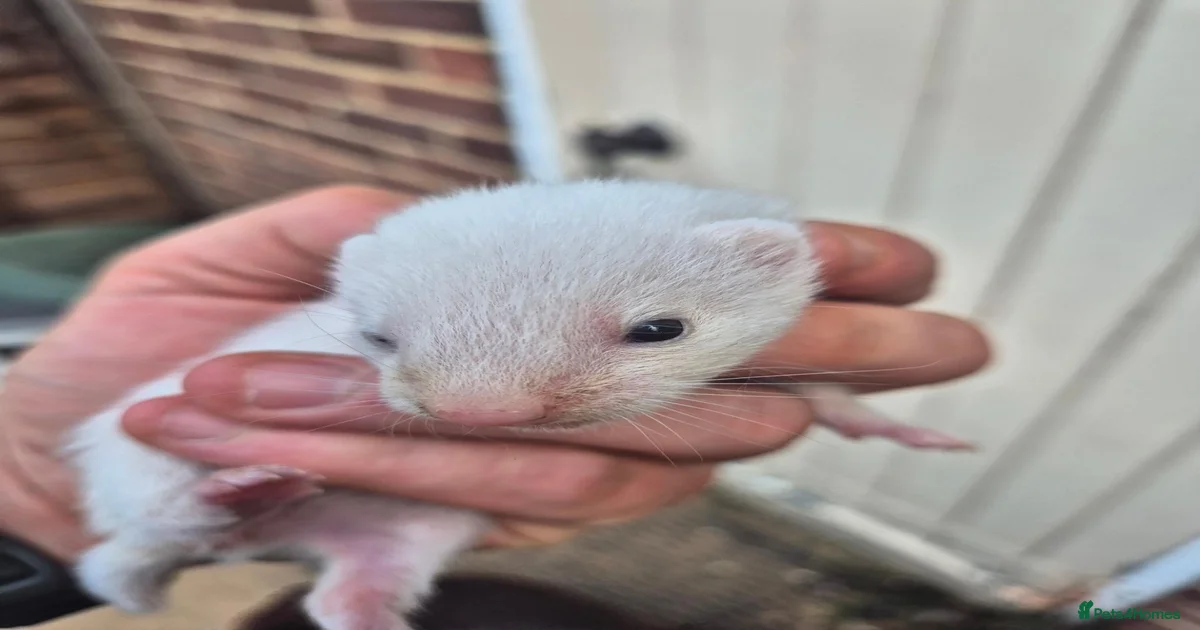 Ferret Rodents for sale in Surrey | Pets4Homes