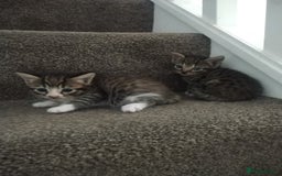 Mixed Breed cats for sale: 4 beautiful kittens ready for their forever home - Advert 14