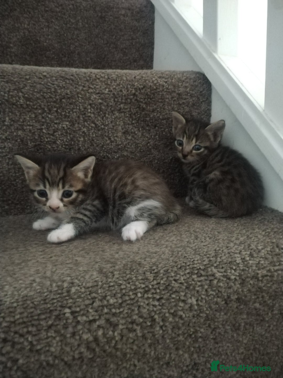 Mixed Breed cats for sale: 4 beautiful kittens ready for their forever home - Advert 14