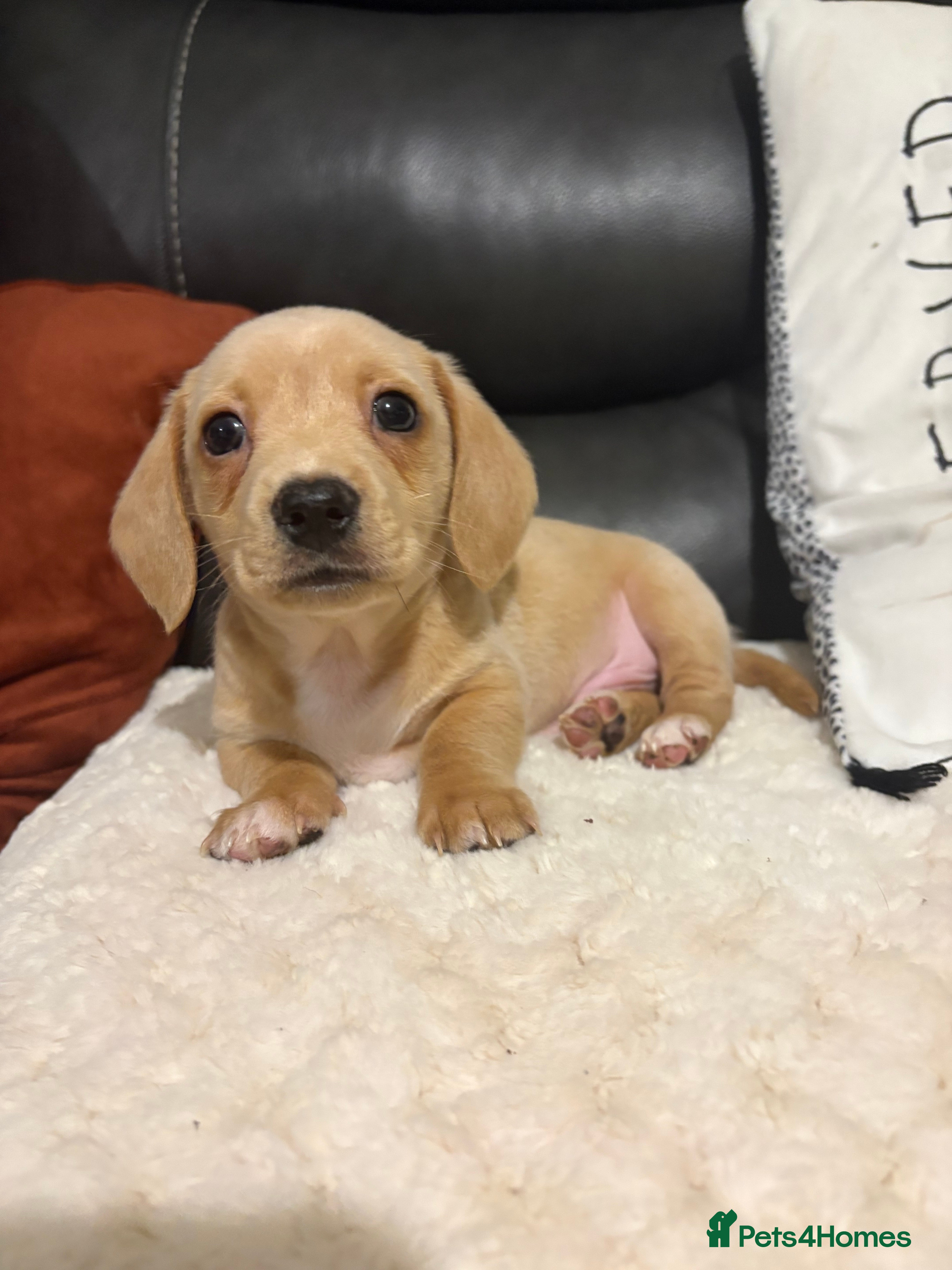 Miniature Dachshund dogs Ready now Miniature dachshunds - Advert 2