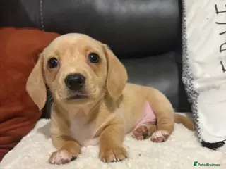 Miniature Dachshund dogs Ready now Miniature dachshunds - Advert 2