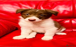 Border Collie dogs for sale: 🐾Ready to leave in 3 days🐾Border Collie🐾 - Image 4