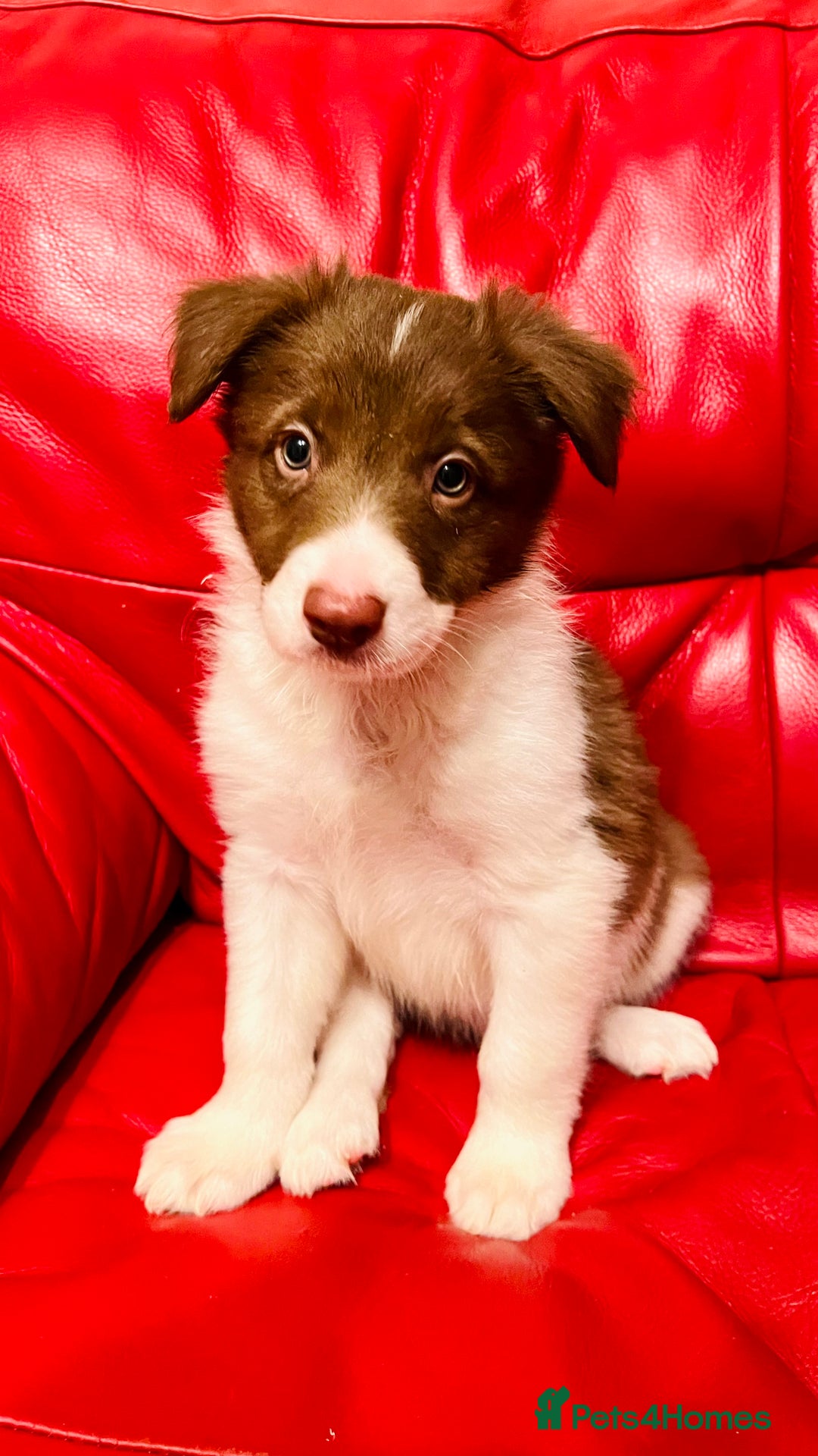Border Collie dogs for sale: 🐾Ready to leave in 3 days🐾Border Collie🐾 - Image 4