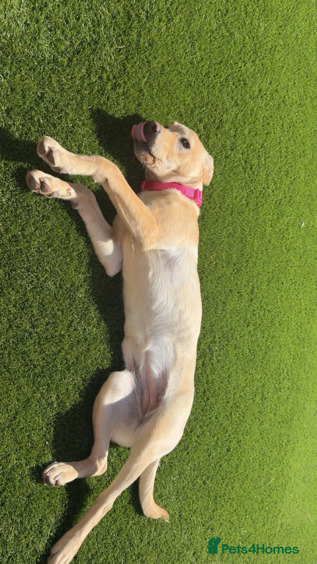 Labrador Retriever dogs for sale: 6 month old lab for sale  in Stockton-on-Tees - Advert 2