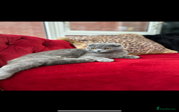 Scottish Fold cats for sale: Scottish Fold / Ragdoll - Image 8