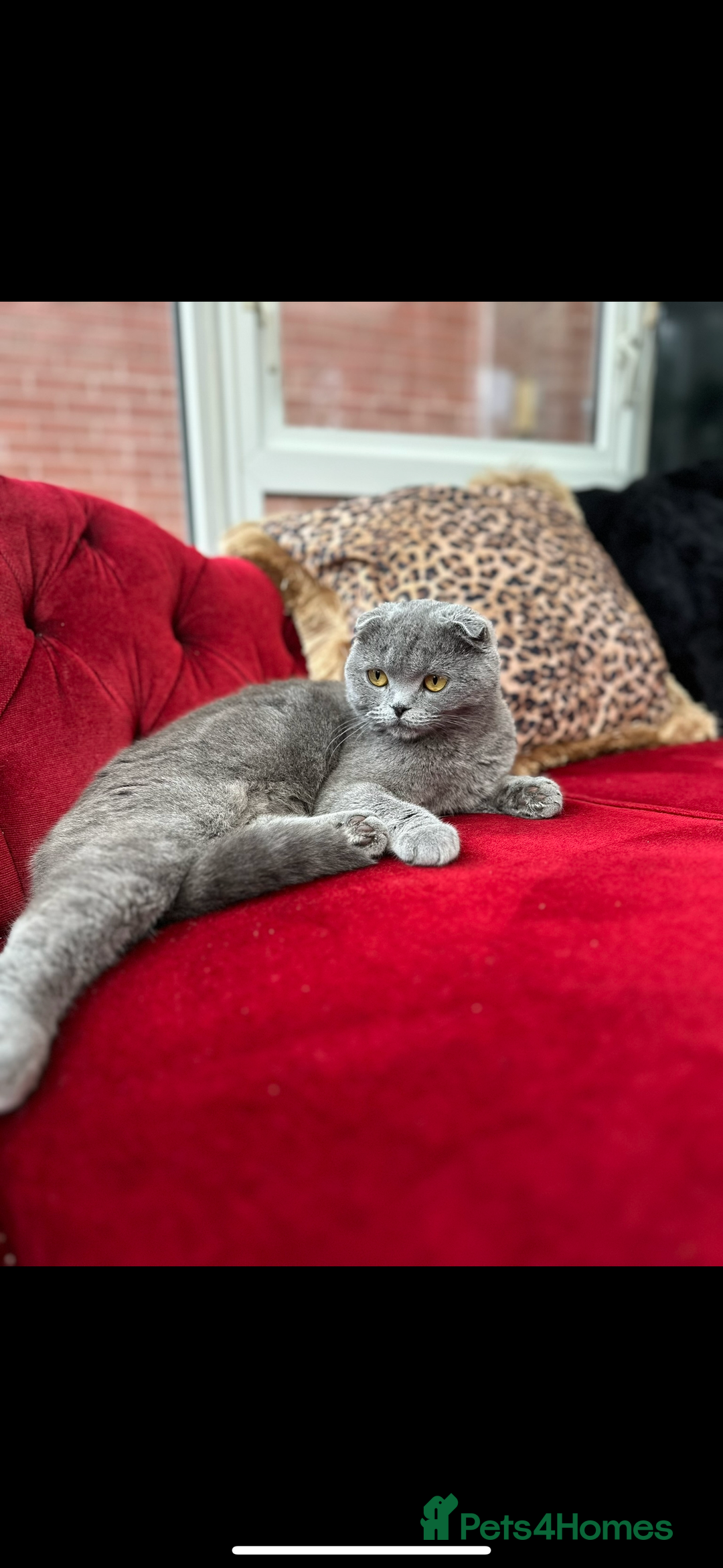 Scottish Fold cats for sale: Scottish Fold / Ragdoll - Image 8