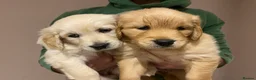 Golden Retriever dogs for sale: Gorgeous Golden Retriever Puppies - Advert 10