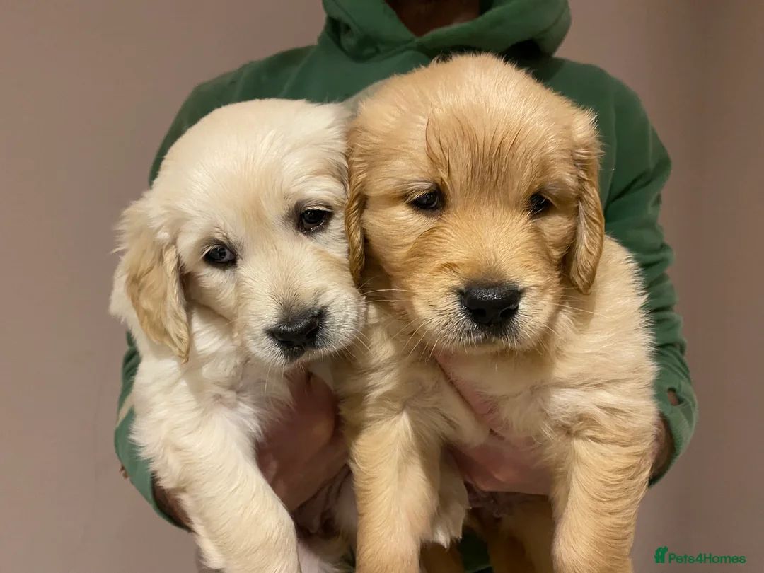 Golden Retriever dogs for sale: Gorgeous Golden Retriever Puppies - Advert 10