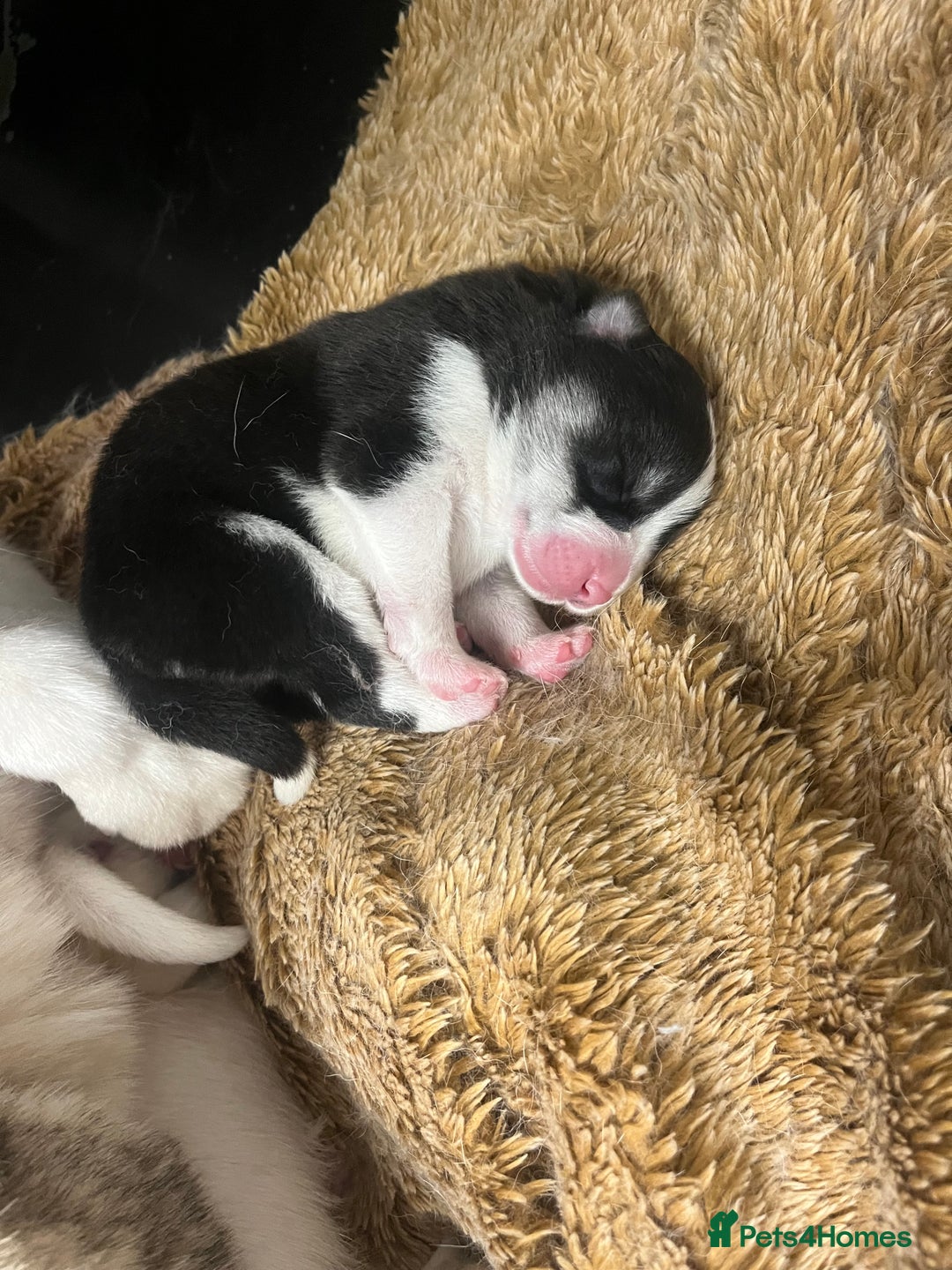 Mixed Breed dogs for sale: Samsky puppies - Advert 8