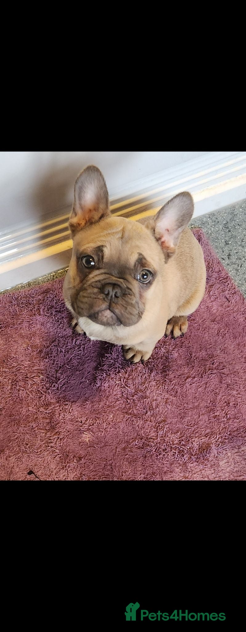 French Bulldog dogs Lovely boy french bulldog  - Advert 7