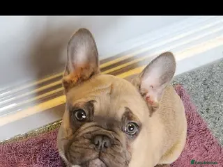 French Bulldog dogs Lovely boy french bulldog - Advert 2