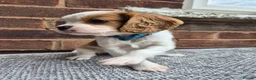 Cavalier King Charles Spaniel dogs for sale: Beautiful Cavalier King Charles Spaniel 7 Puppies - Advert 32